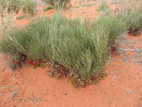 Upside down pea, Kata Tjuta